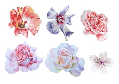 Parlak çiçekler ile ayarlayın. Rose. Hibiscus. Sulu Boya illustrati