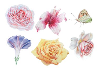 Parlak çiçekler ile ayarlayın. Rose. Kelebek. Hibiscus. Suluboya 