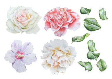 Parlak çiçekler ile ayarlayın. Rose. Hibiscus. Şakayık. Suluboya Hüseyin