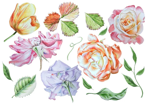 Conjunto com flores brilhantes. Rose... Tulipa. Folhas. Aquarela illust — Fotografia de Stock
