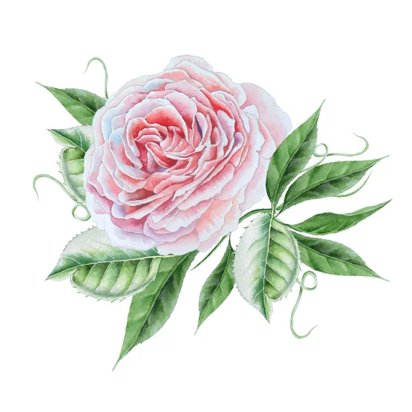 Leuchtende Aquarellrosa. Illustration. Handgezeichnet. — Stockfoto