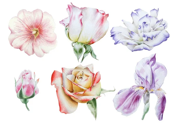 Parlak çiçekler ile ayarlayın. Rose. Iris. Eustoma. Ebegümeci. Watercolo