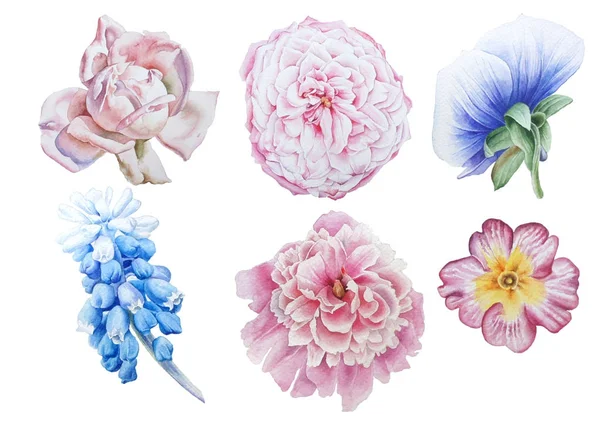 Set with bright flowers.  Rose. Pansies. Hyacinth. Peony. Primul — Stock Photo, Image