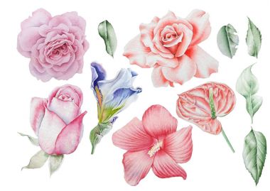 Suluboya çiçeklerle ayarlayın. Rose. Iris. Hibiscus. Yaprakları. El 