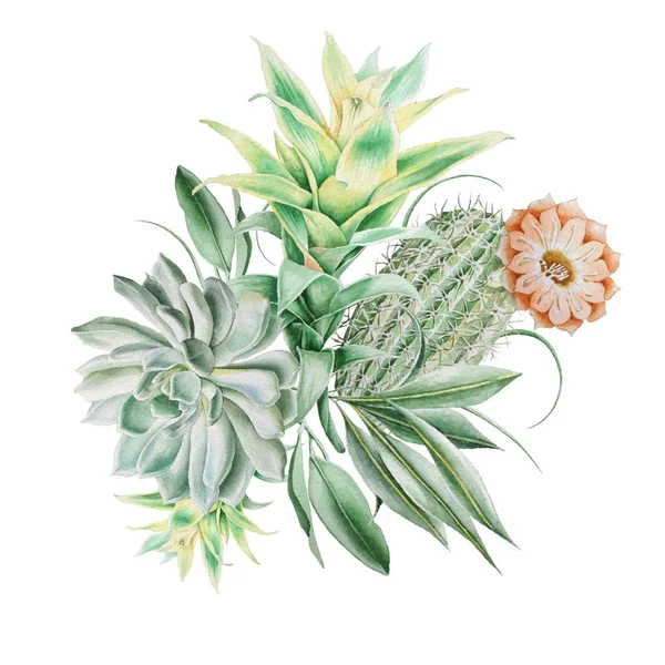 Profumo acquerello con cactus e piante grasse. Illustrazione. Disegnato a mano . — Foto Stock
