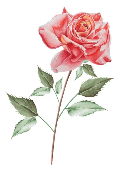 Illustration with watercolor rose. Hand drawn. — Stock Photo, Image