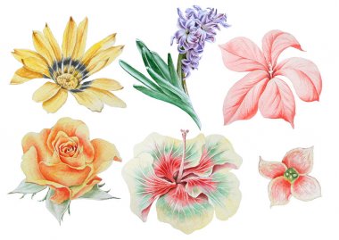 Suluboya çiçeklerle ayarlayın. Heliopsis. Sümbül. Rose. Hibiscus. Elle çizilmiş.