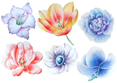 Suluboya çiçeklerle ayarlayın. Glayöl. Lale. Rose. Şakayık. Anemon çiçeği. Orkide. Elle çizilmiş.