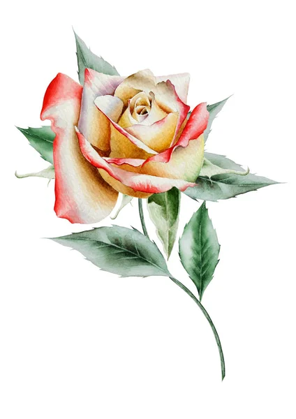 Watercolor rose.  Illustration.  Hand drawn. — Stock Photo, Image