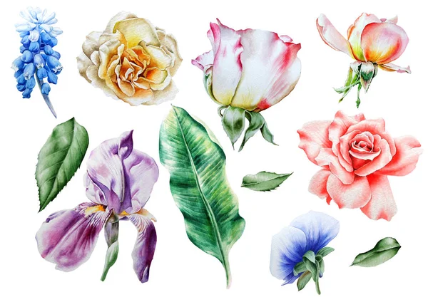 Set con fiori ad acquerello. Disegnato a mano . — Foto Stock