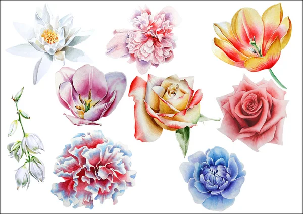 Set con fiori ad acquerello. Disegnato a mano . — Foto Stock