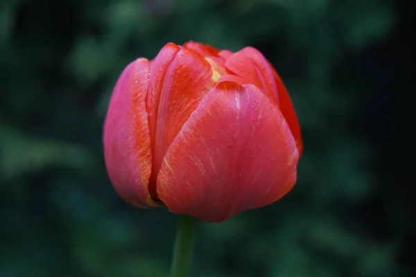 Květinový Tulipán Roste Zahradě — Stock fotografie