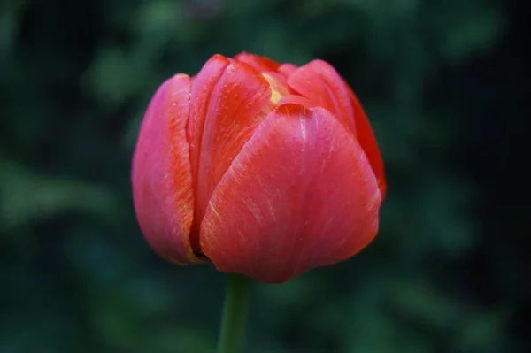 Blomma Tulpan Växer Trädgården — Stockfoto