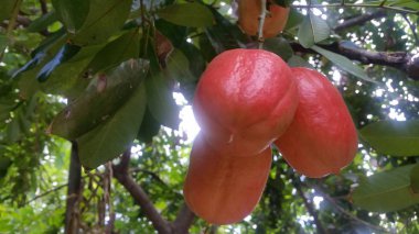 Açtı ve aldı Akee bakla