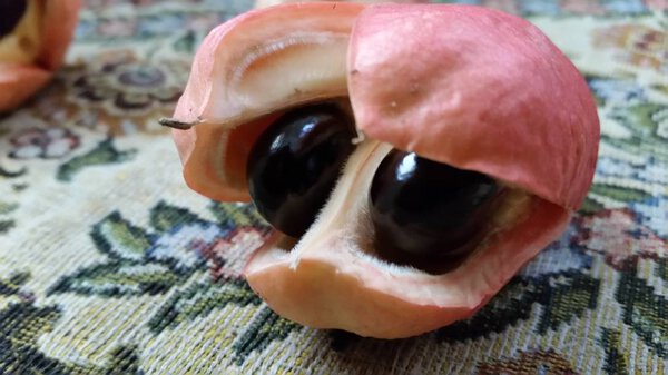 Ackee pods opened and picked