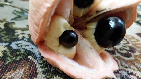 Ackee pods opened and picked