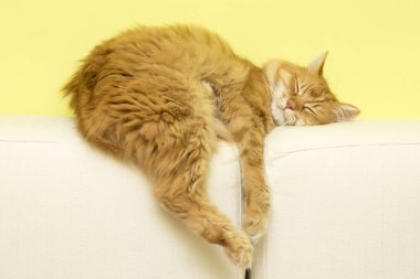 siverian kedi düştü