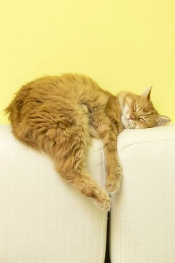 siverian kedi düştü