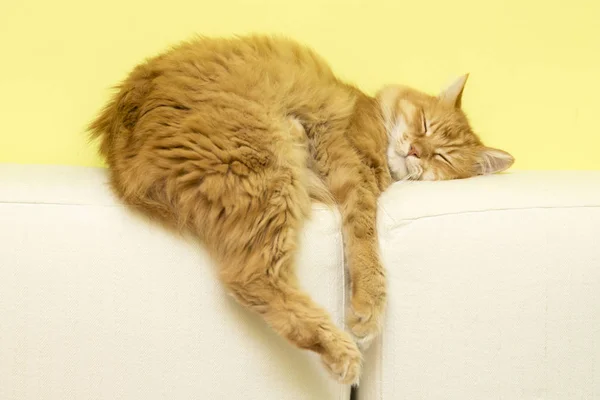 siverian kedi düştü