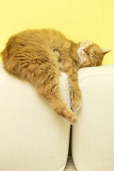 Сиверский кот упал — стоковое фото