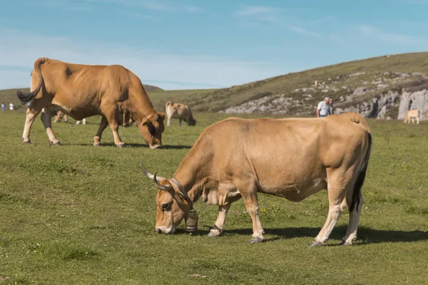 Коровы пасутся в горах Ковадонга, Астурия, Испания — стоковое фото