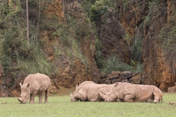 Grupo de rinocerontes acostados y uno de ellos comiendo hierba — Foto de Stock