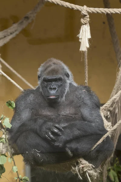 Mâle gorille assis jambes croisées dans une position détendue — Photo
