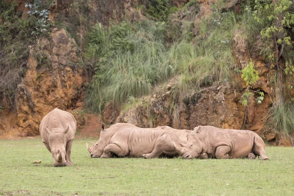 Grupo de rinocerontes acostados y uno de ellos comiendo hierba — Foto de Stock