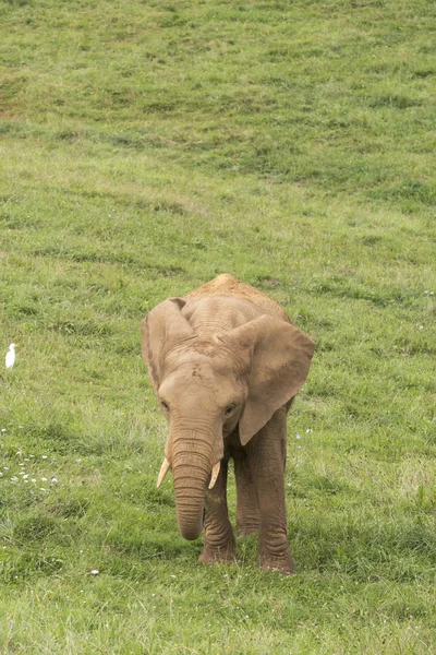 Elefante en el prado, seguido de un pájaro — Foto de Stock