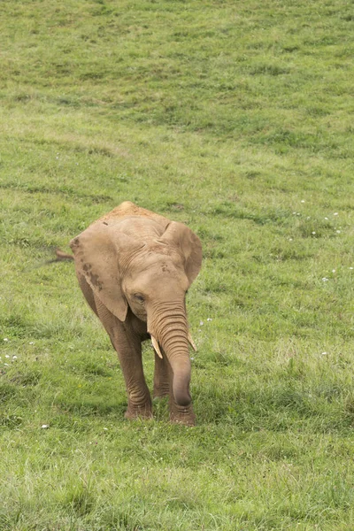 Elefante en el prado, seguido de un pájaro — Foto de Stock