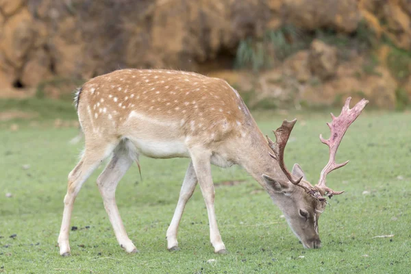 Deer eating grass in the meadow — Stock Photo, Image