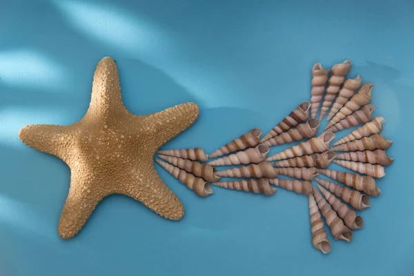 Küçük kabuklu deniz yıldızı kuyruklu, tıpkı bir Noel yıldızı gibi. — Stok fotoğraf