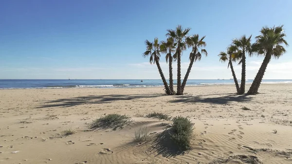 İspanya, Valencia 'daki Canet de Berenguer plajında palmiye ağaçları — Stok fotoğraf