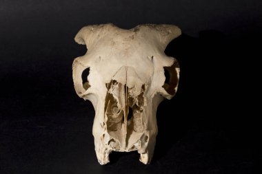 Siyah arka planda keçi kafatası