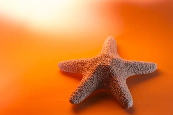 Turuncu arka planda denizyıldızı — Stok fotoğraf