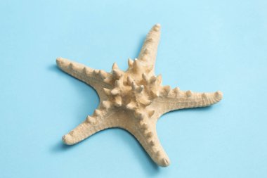 Deniz yıldızı mavi zemin üzerine