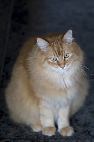 Siberian cat that seems to be thoughtful — Stock Photo, Image