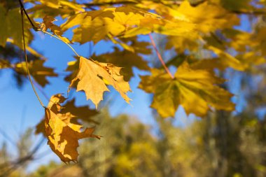 Ekim 'in sonbahar renkleri, Ukrayna, Dnipro şehri, Zafer Duvarı