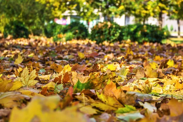 Autumn Colors October Ukraine City Dnipro Victory Embankment — Stock Photo, Image