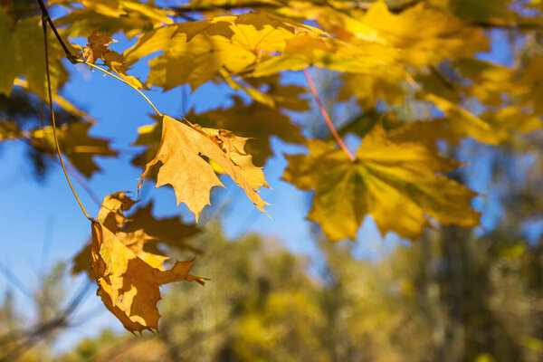 Осенние цвета октября, Украина, город Днепр, набережная Победы
