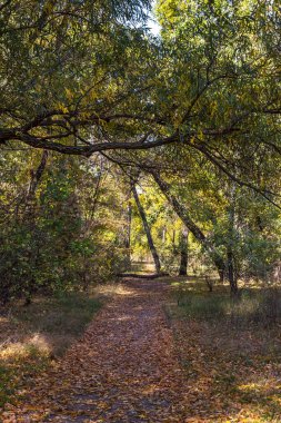 Ekim 'in sonbahar renkleri, Ukrayna, Dnipro şehri, Zafer Duvarı, Kürek Kanalı Tükürme