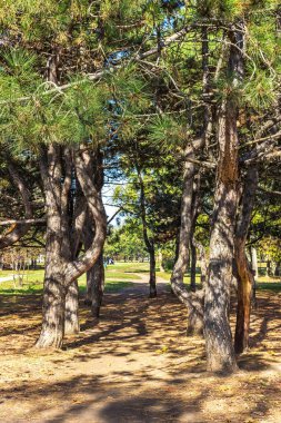 Ekim 'de sonbahar doğası, Dnipro şehri, Zafer seti, Ukrayna