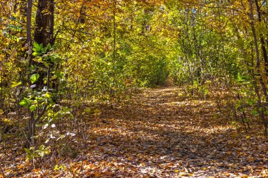 Ekim 'de sonbahar doğası, Dnipro şehri, Zafer seti, Ukrayna