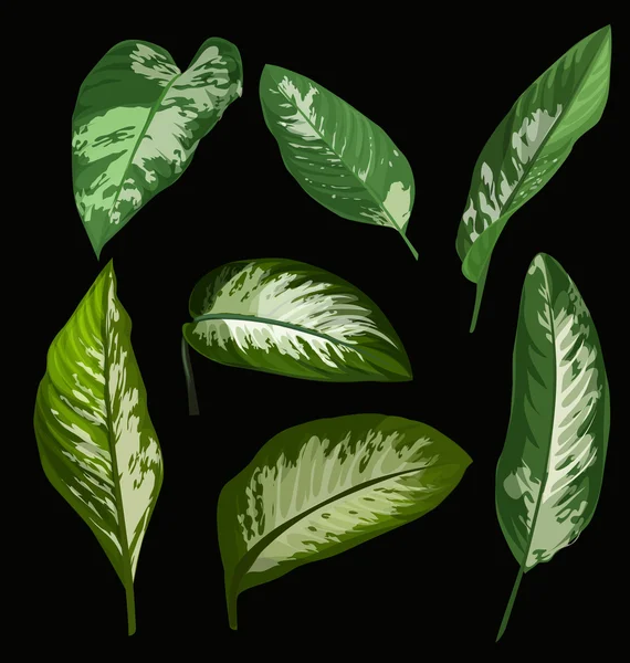 Conjunto de hojas tropicales — Vector de stock
