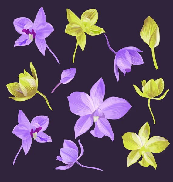 Conjunto de flores de orquídea — Vetor de Stock