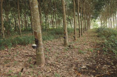 Lastik ağaç sırası..