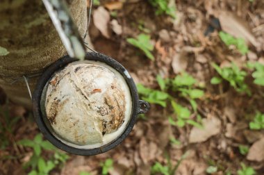 Kadehler plastik ağaçta toplanmış..