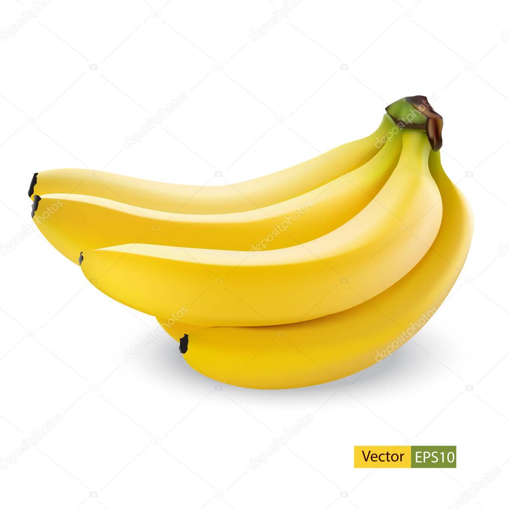 Banana fruit close up. Bunch of bananas isolated on white background. Qualitative vector illustration of banana