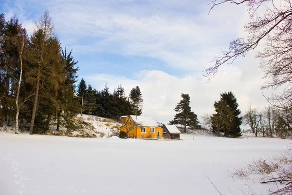 森の冬の風景. — ストック写真