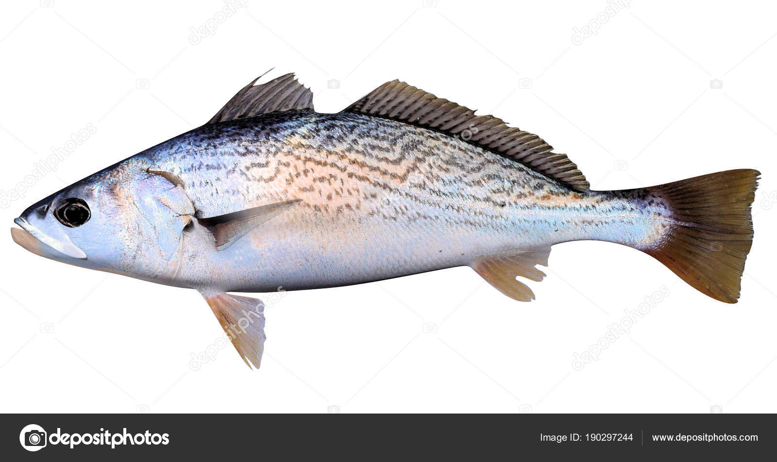 corvina-fish-nutrition-besto-blog